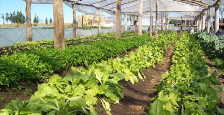 Capacitarán en alternativas productivas Hortícolas