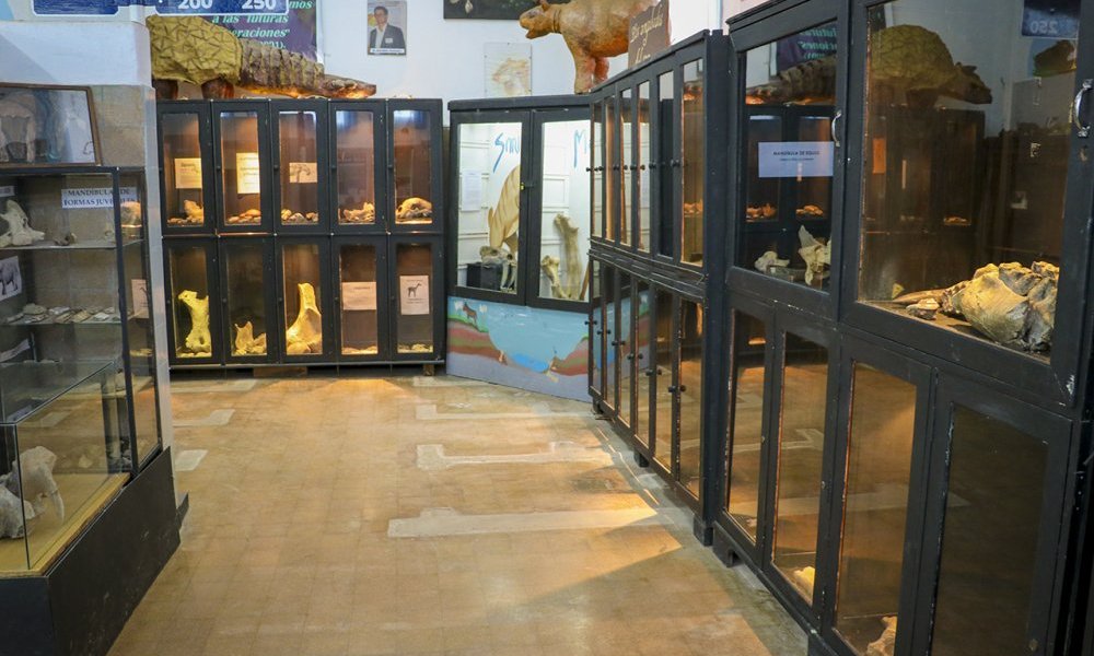 Estrechan vínculos con el Museo Paleontológico Legado del Salado