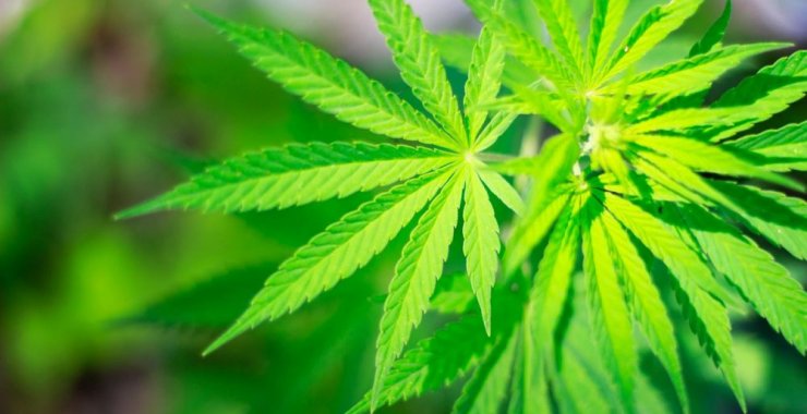 UNSL: Pioneros en el desarrollo integral de Cannabis