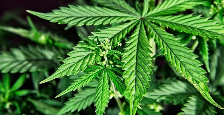 Formularán gomitas comestibles de cannabis con potencial terapéutico