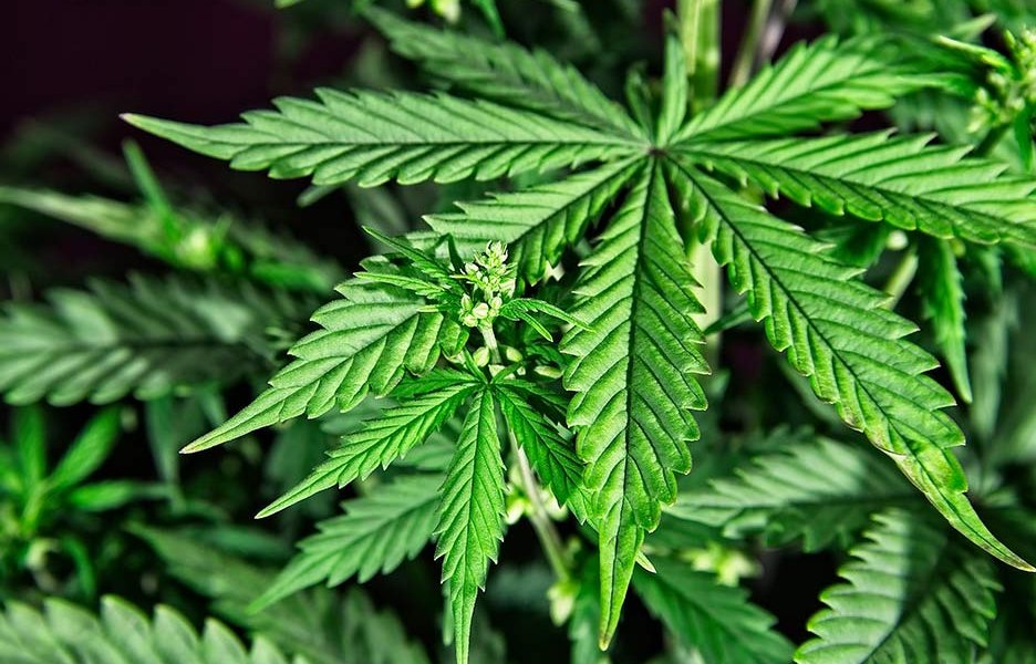 Formularán gomitas comestibles de cannabis con potencial terapéutico