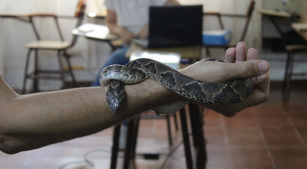 Ing. Martín Chicahuala, un apasionado por la ciencia, el estudio y el cuidado de serpientes