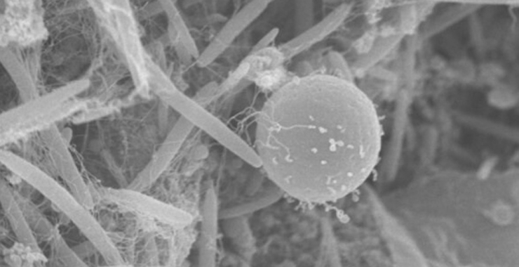 Inscriben a workshop en microscopía y biofotónica