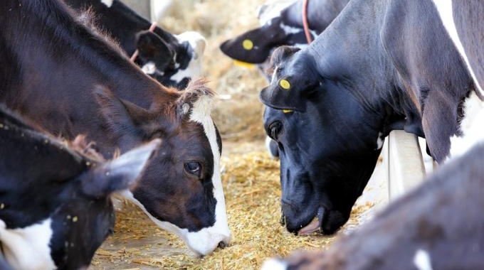 Realizan el análisis de alimentos para animales rumiantes