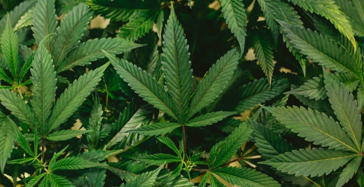 Desarrollo de bioproductos derivados del Cannabis transferibles a la industria farmacéutica